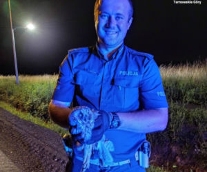 Śląskie: Piękna sowa potrącona przez samochód. Na drodze zdarzył się CUD!