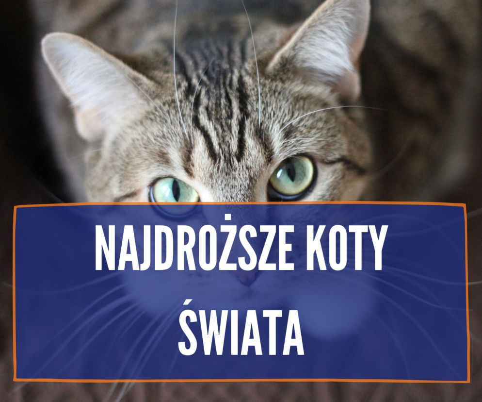Najdroższe rasy kotów na świecie 2020. TOP 10