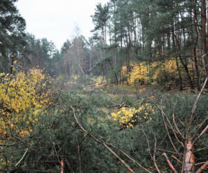 Ruszają prace przy budowie tulelu pod Świną