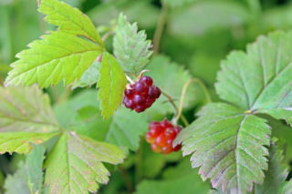 Malina arktyczna - Rubus arcticus