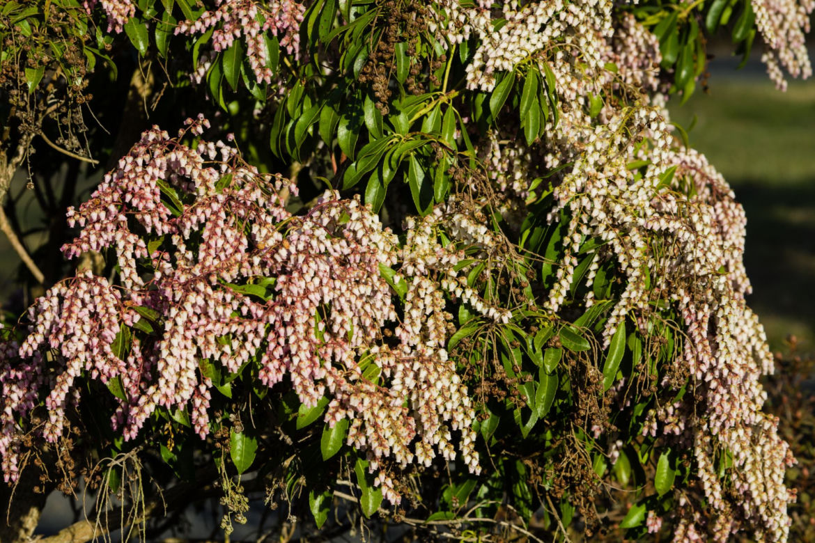 Pieris japoński