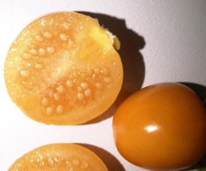 Miechunka jadalna
