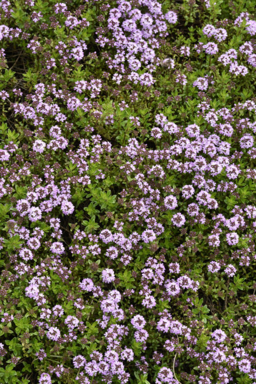 Macierzanka piaskowa