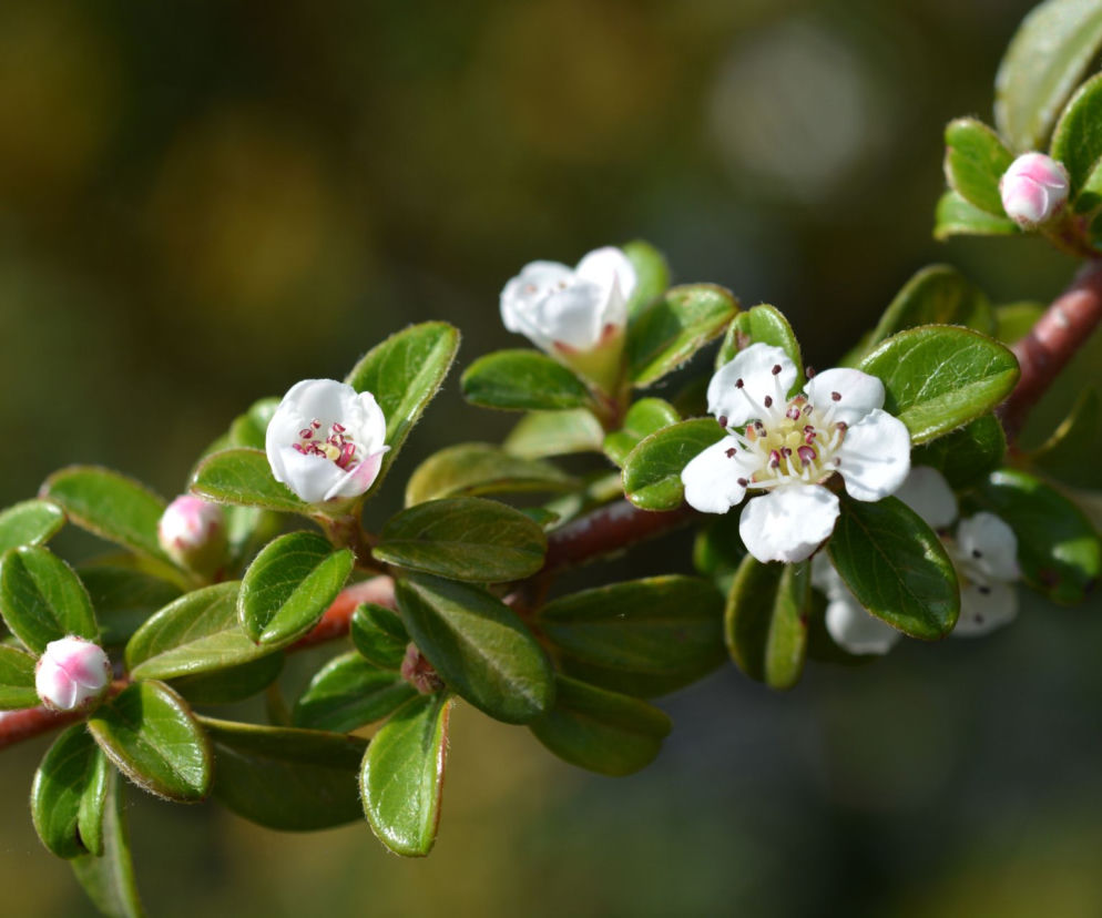 Cotoneaster suecicus 'Coral Beauty'