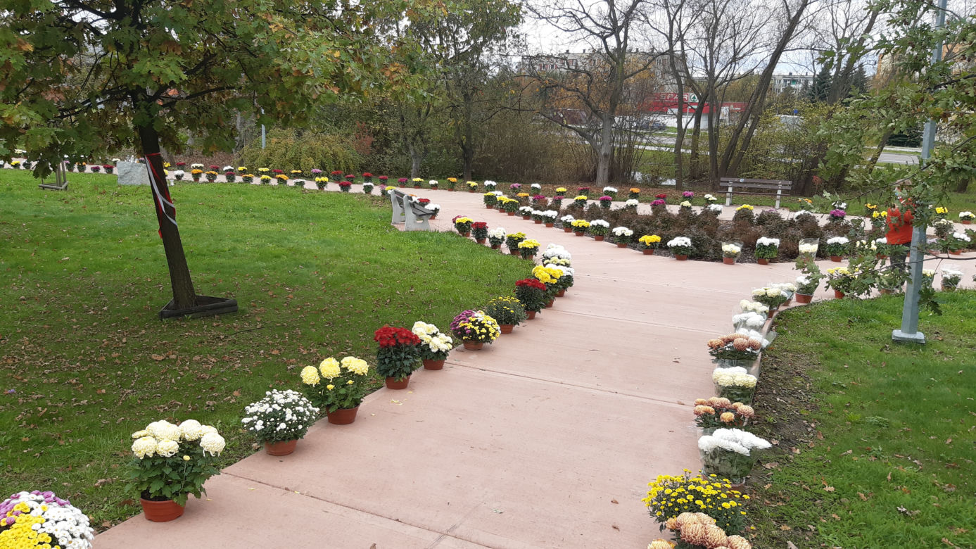 Dwa tysiące chryzantem ozdobiło park w Tarnowie