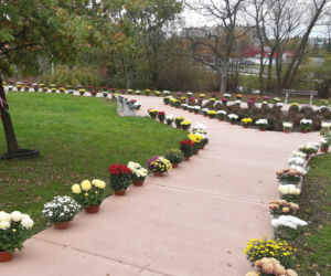 Dwa tysiące chryzantem ozdobiło park w Tarnowie