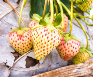 Pineberry
