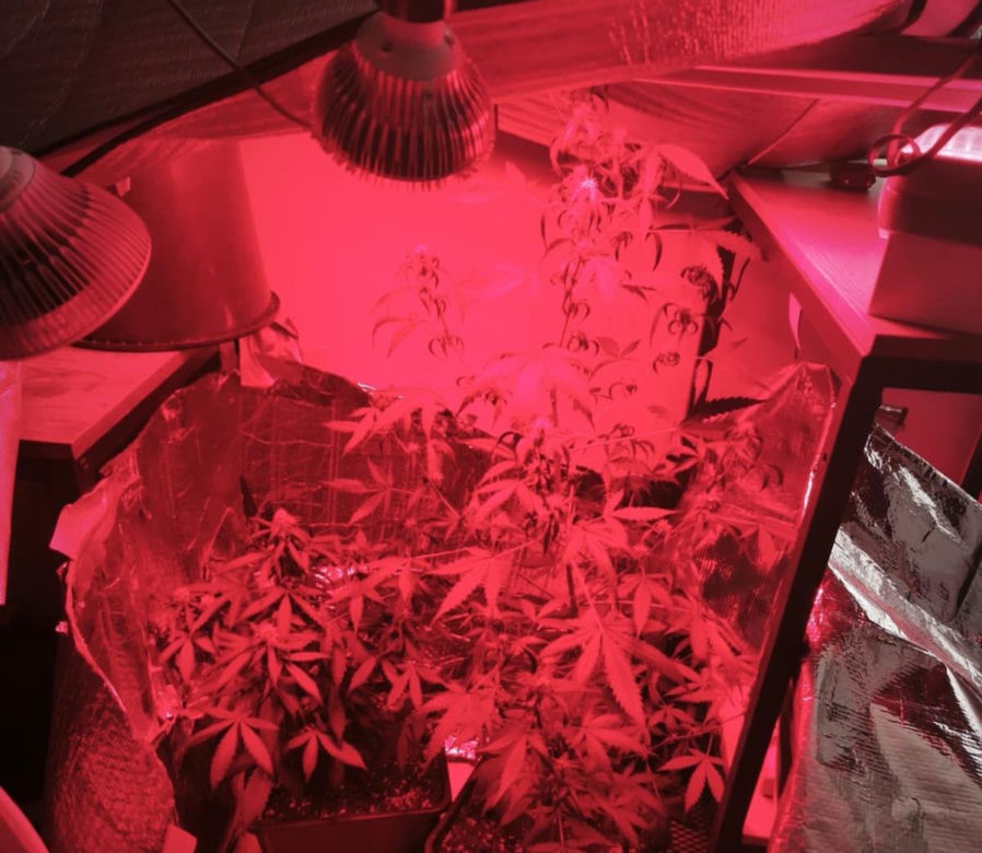 Intensywny zapach zdradził rodzinę. Bracia mieli nielegalną plantację, a ojciec pokaźny arsenał broni!