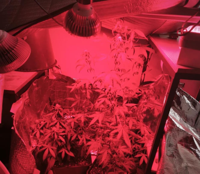 Intensywny zapach zdradził rodzinę. Bracia mieli nielegalną plantację, a ojciec pokaźny arsenał broni!