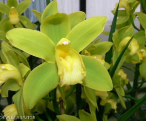 Cymbidium