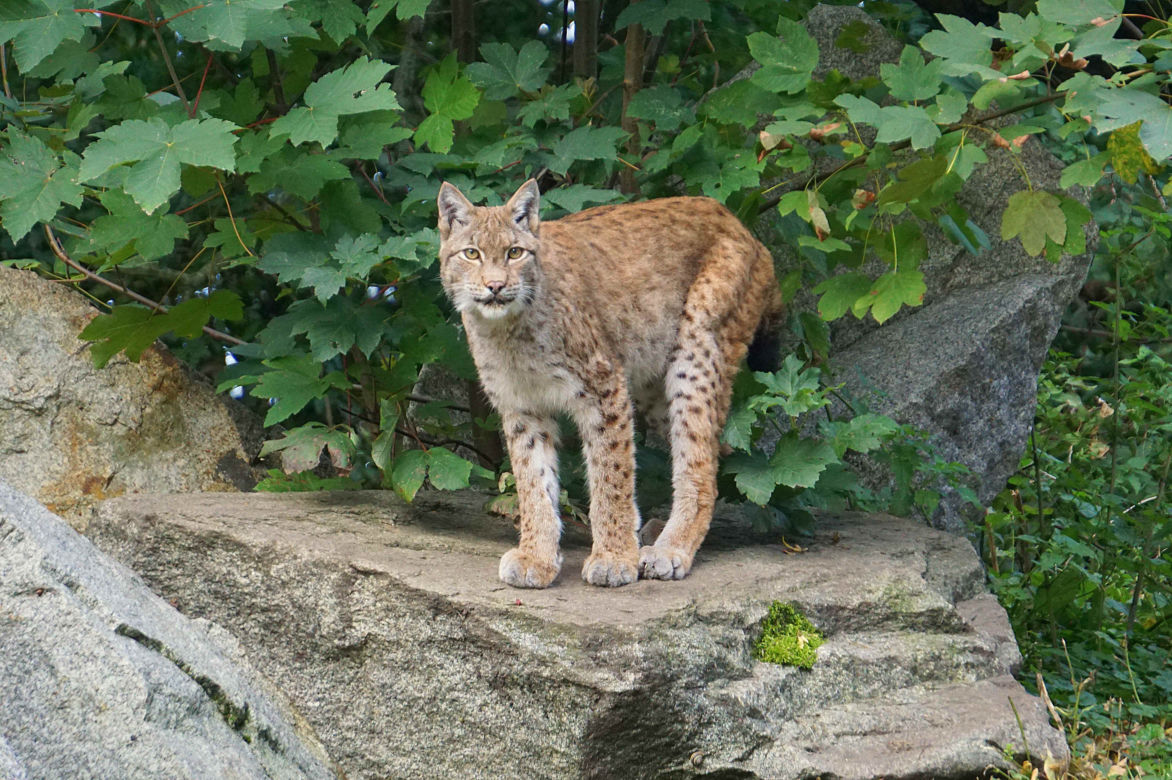 Weekendowe atrakcje we wrocławskim zoo: Dzień Wilka i charytatywny "Dziki Bieg"
