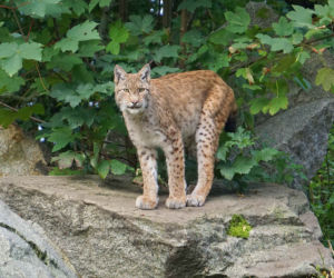 Weekendowe atrakcje we wrocławskim zoo: Dzień Wilka i charytatywny Dziki Bieg