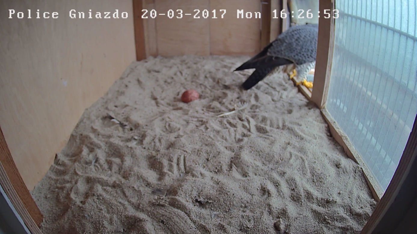 Gniazdo sokoła wędrownego w Policach