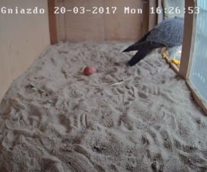Gniazdo sokoła wędrownego w Policach