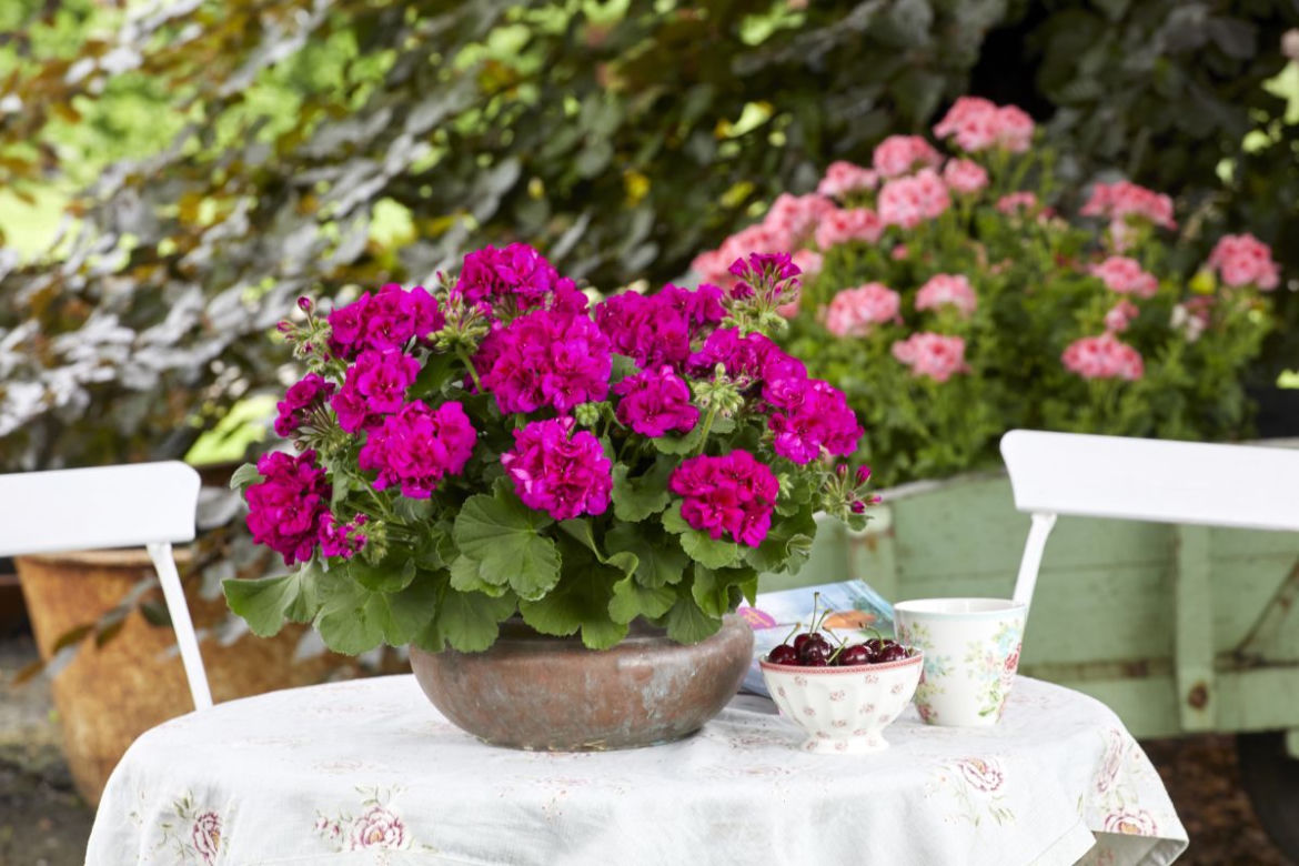 Pelargonie rabatowe