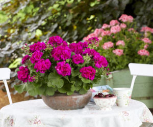 Pelargonie rabatowe