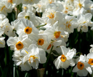 To najpiękniejszy kwiat na święta! Posadź go teraz, a na Boże Narodzenie będzie wyglądać lepiej niż grudnik. Kwiaty doniczkowe na święta  