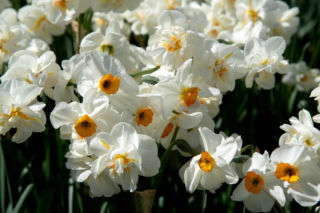 To najpiękniejszy kwiat na święta! Posadź go teraz, a na Boże Narodzenie będzie wyglądać lepiej niż grudnik. Kwiaty doniczkowe na święta  