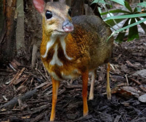 Myszojeleń jak z piosenki zamieszkał w ogrodzie zoologicznym w Polsce! Gdzie można zobaczyć Arnolda?