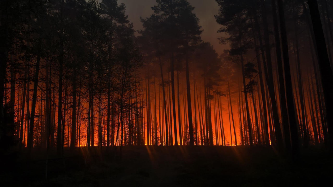 Ktoś podłożył ogień w Puszczy Solskiej? "Przyczyną mogło być podpalenie"