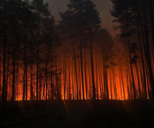 Ktoś podłożył ogień w Puszczy Solskiej? Przyczyną mogło być podpalenie