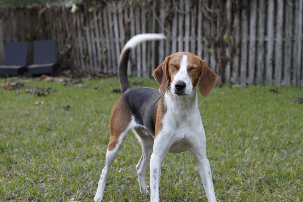 Foxhound angielski