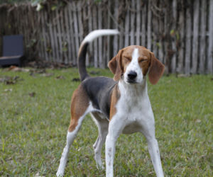 Foxhound angielski