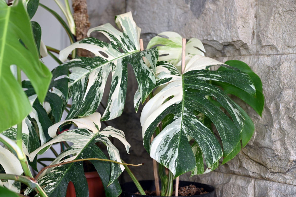 Monstera deliciosa 'Variegata'