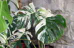 Monstera deliciosa 'Variegata'