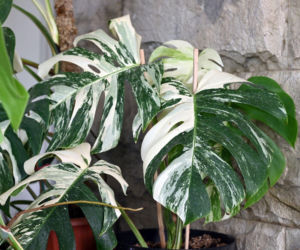 Monstera Variegata: sekrety pielęgnacji tej wyjątkowej rośliny!