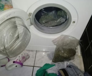 Domowa plantacja na Pomorzu