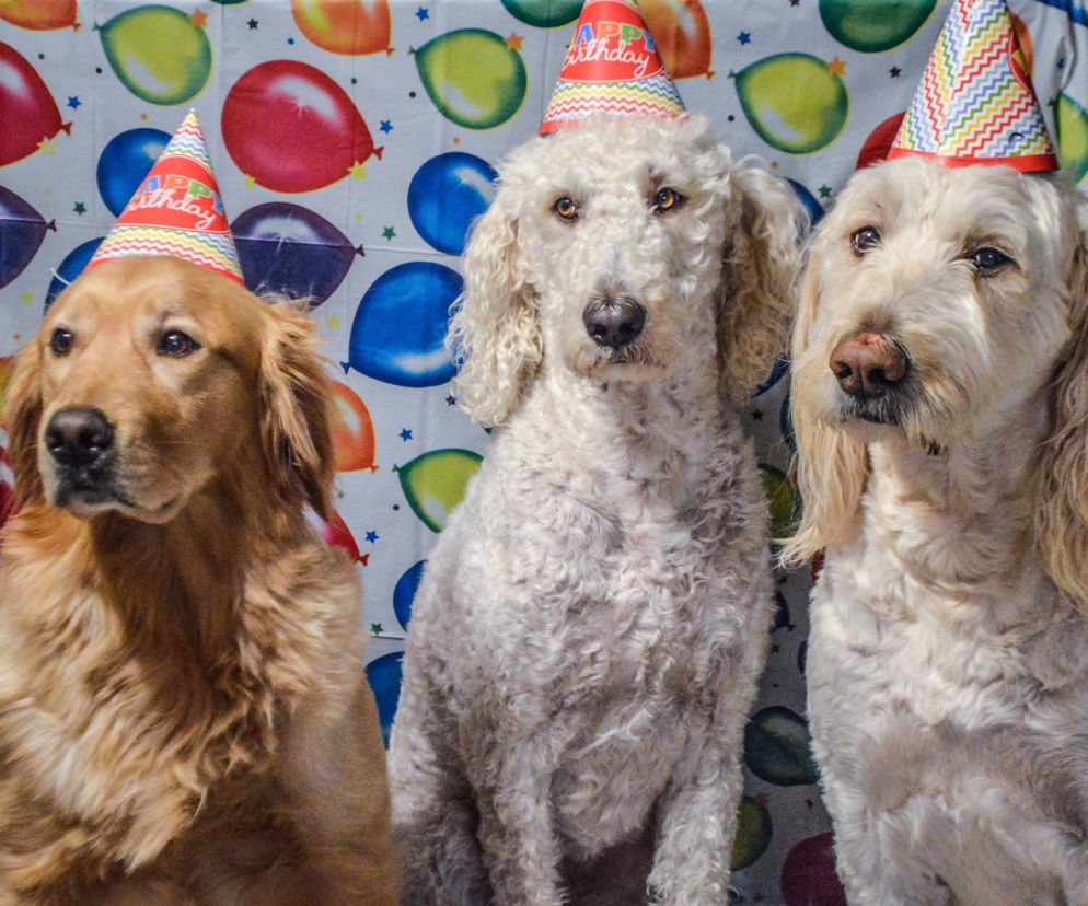 Te rasy psów żyją najdłużej! Niektóre z nich nawet 13 lat! Są nowe badania 