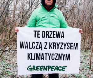 Aktywiści Greenpeace bronią drzew nad Wisłą