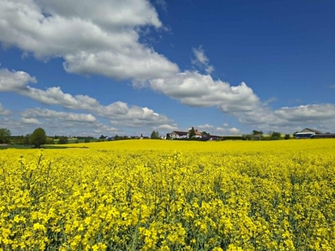 Mirogonowice. Świętokrzyskie