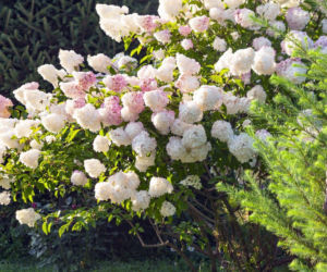 Dlaczego hortensja ma małe kwiaty i co zrobić, by bujnie zakwitła