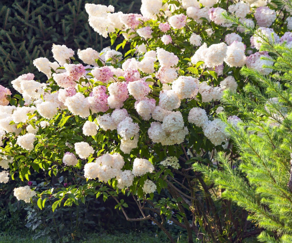 Hortensje bukietowe w ogrodzie