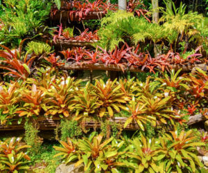 Neoregelia