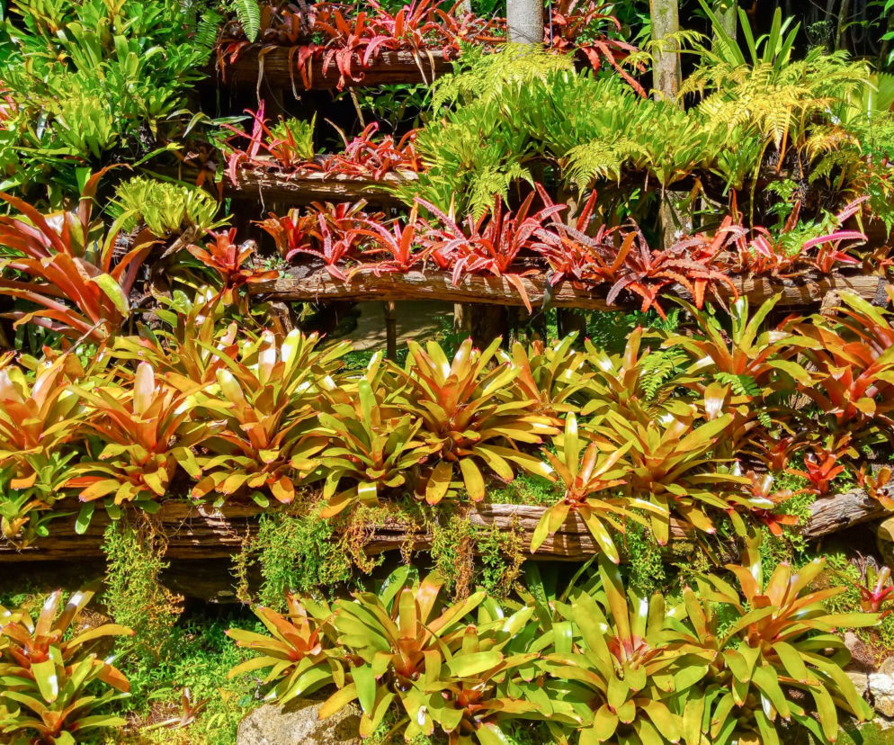 Neoregelia