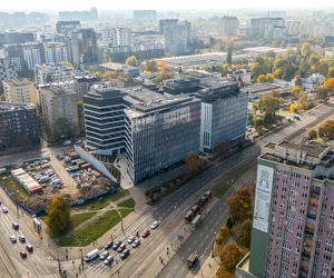 Serek wolski w Warszawie