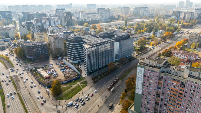 Serek wolski w Warszawie