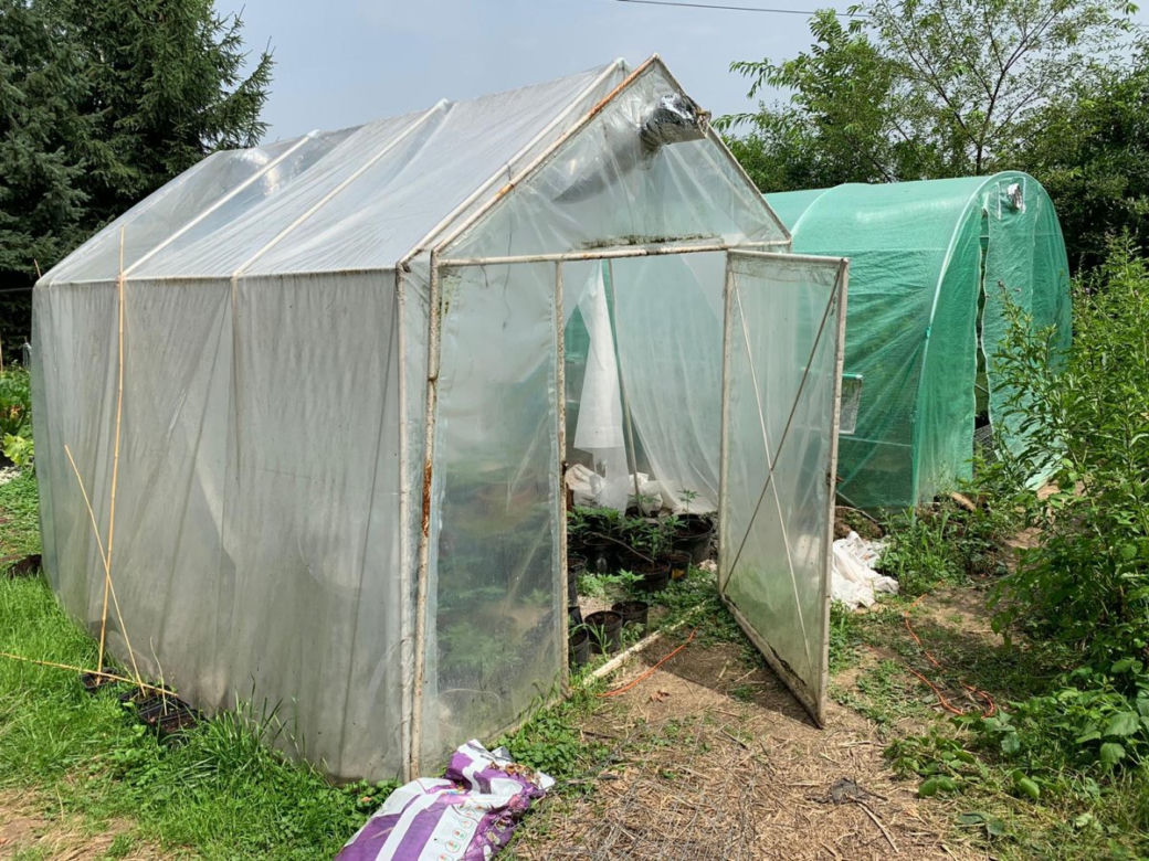 Potężna plantacja konopi pod Bochnią. Kobieta miała 116 krzaków
