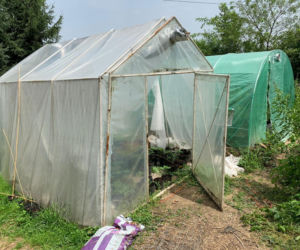 Potężna plantacja konopi pod Bochnią. Kobieta miała 116 krzaków