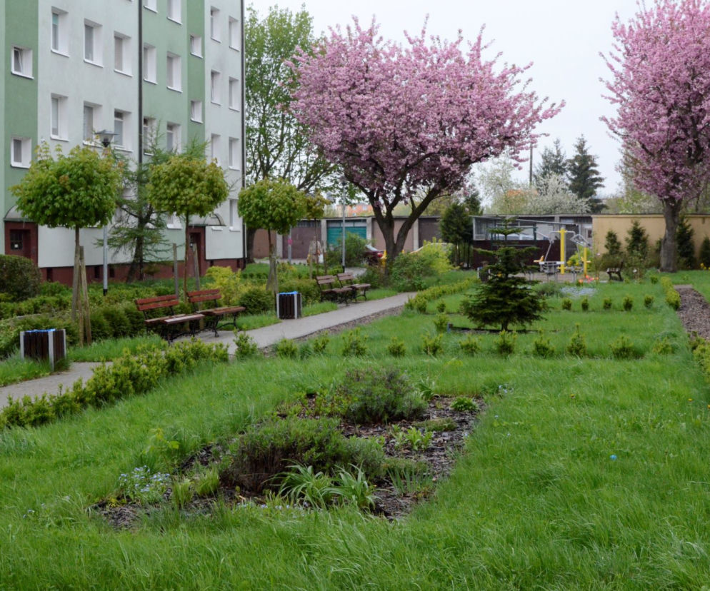 Zielone Podwórka i Przedogródki Szczecina