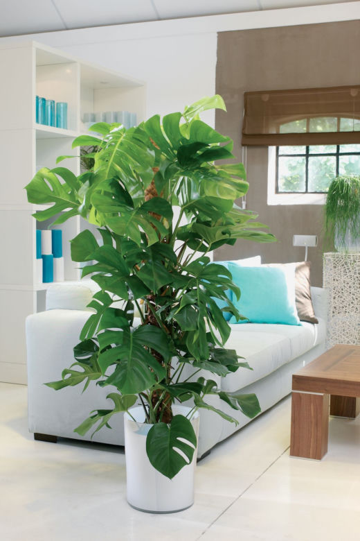 Monstera
