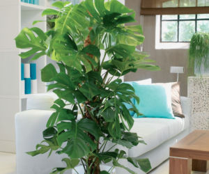 Monstera