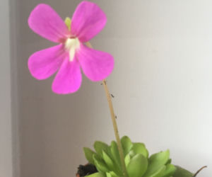 Tłustosz (Pinguicula)