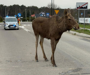 Struł się i szukał pomocy. Chory łoś zablokował ruchliwą trasę