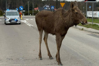 Struł się i szukał pomocy. Chory łoś zablokował ruchliwą trasę