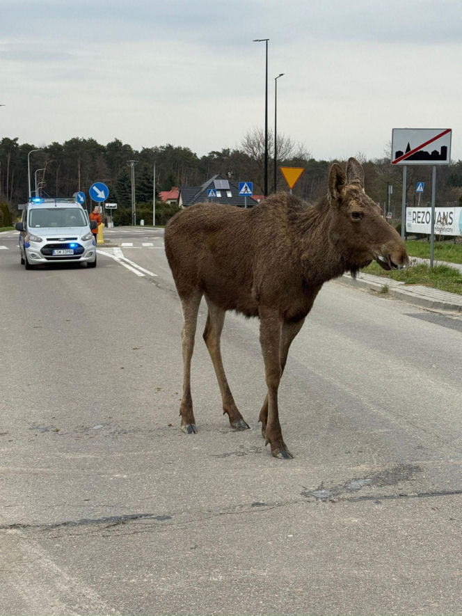 Struł się i szukał pomocy. Chory łoś zablokował ruchliwą trasę