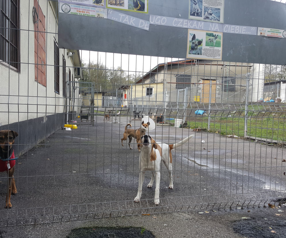 Schronisko dla zwierząt w Sosnowcu
